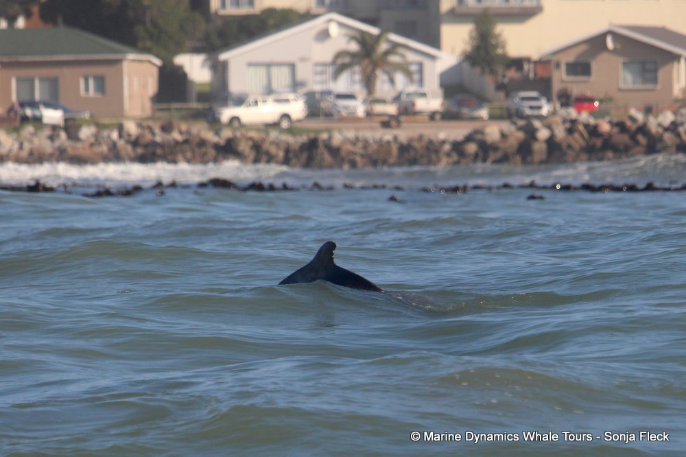 humpback dolphin, whale watching, gansbaai, south africa