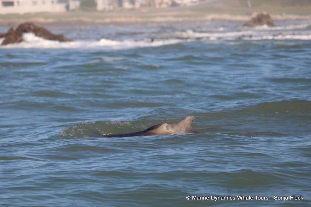 humpback dolphin, whale watching, gansbaai, south africa