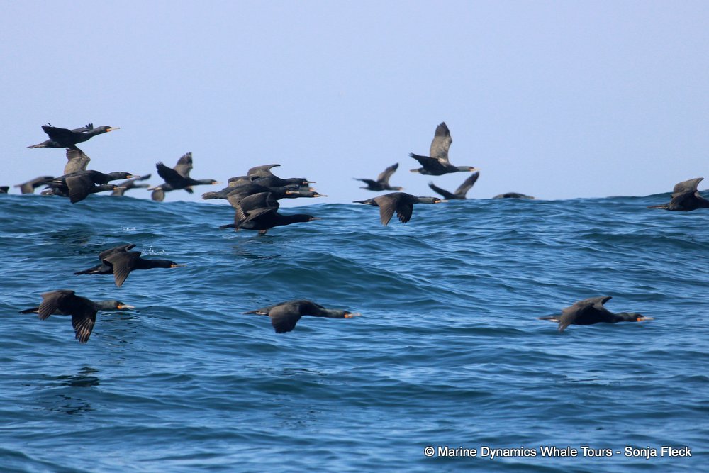 cape cormorants, whale watching, gansbaai, south africa