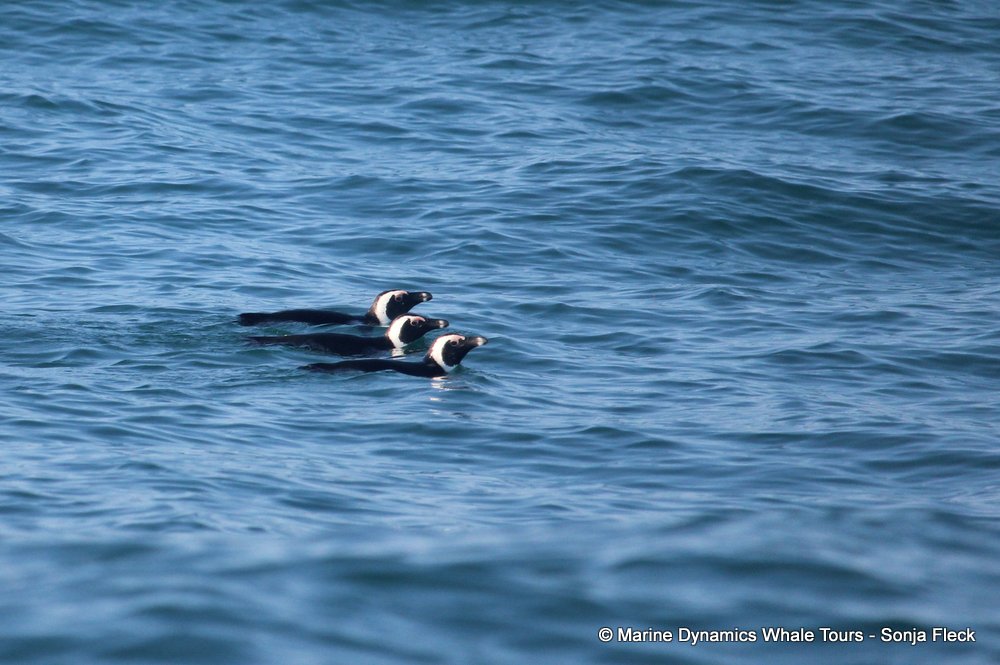 african penguin, whale watching, gansbaai, south africa