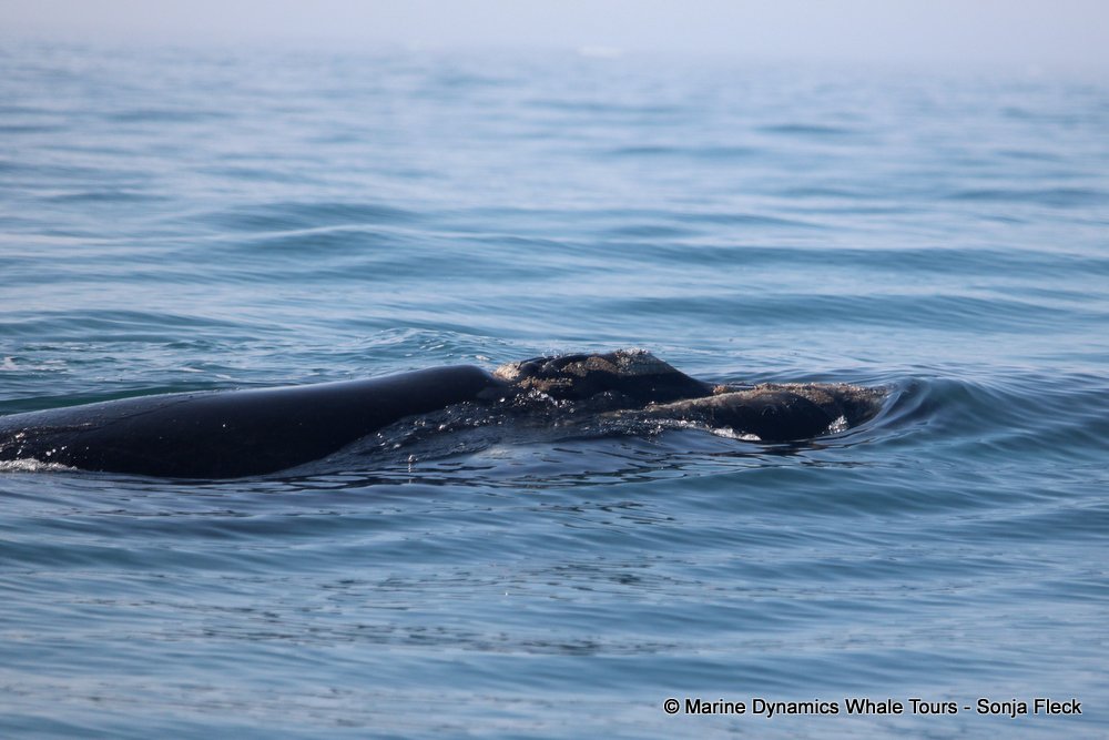 Southern right whale, whale watching, gansbaai, south africa,