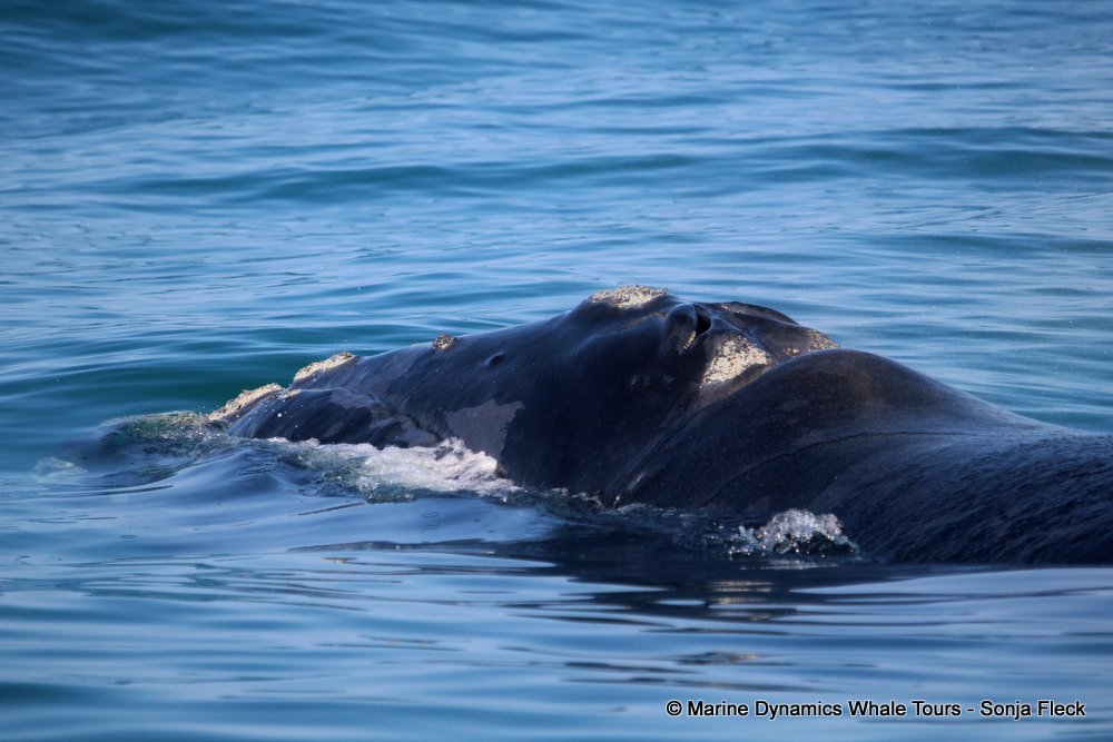 Southern right whale, whale watching, gansbaai, south africa,