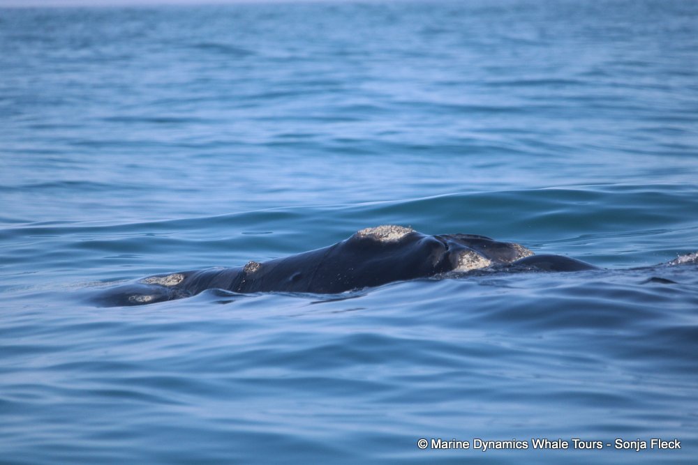 Southern right whale, whale watching, gansbaai, south africa,