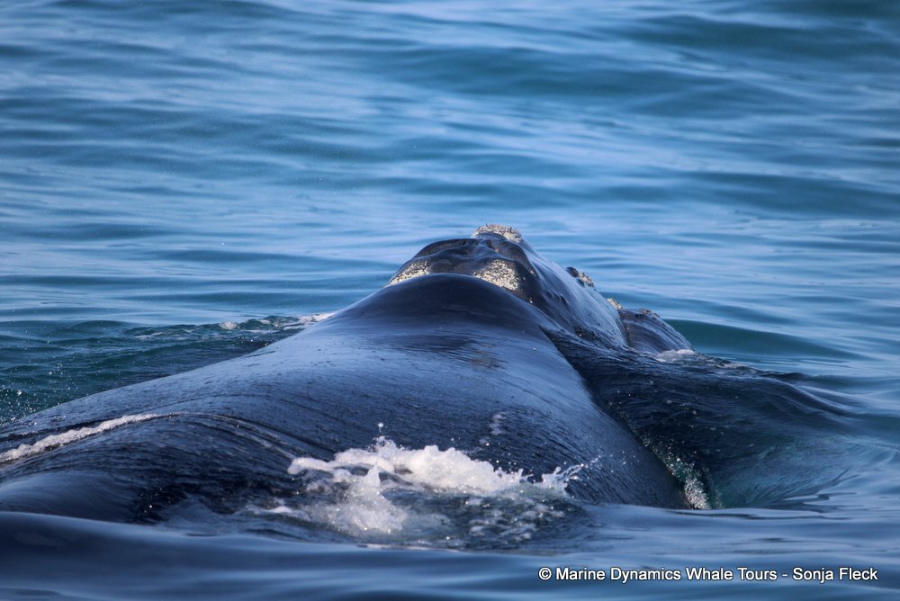 Southern right whale, whale watching, gansbaai, south africa,
