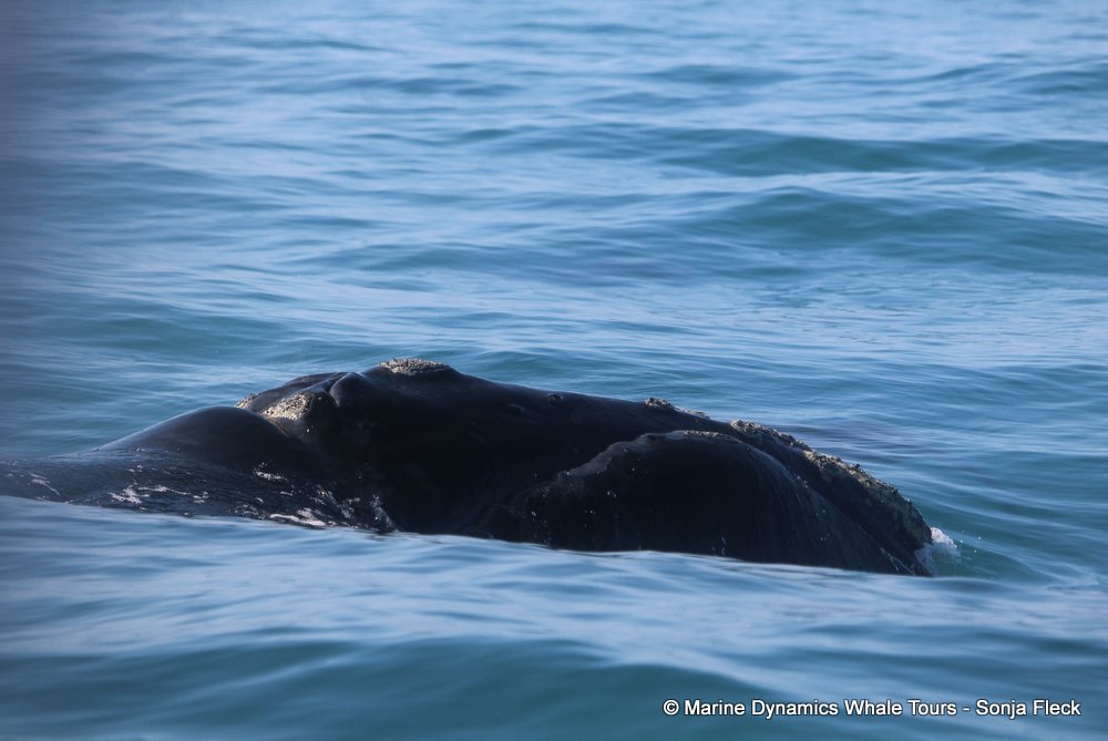 Southern right whale, whale watching, gansbaai, south africa,