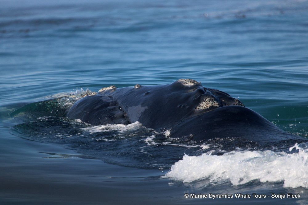 Southern right whale, whale watching, gansbaai, south africa,