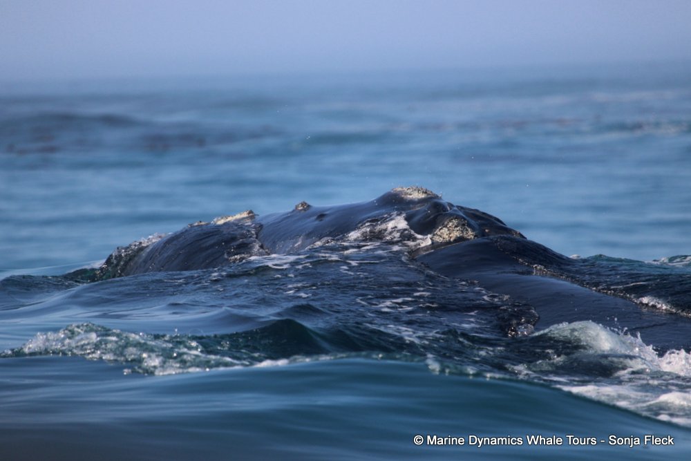 Southern right whale, whale watching, gansbaai, south africa,