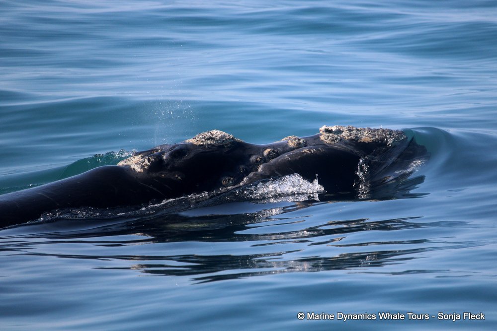 Southern right whale, whale watching, gansbaai, south africa,