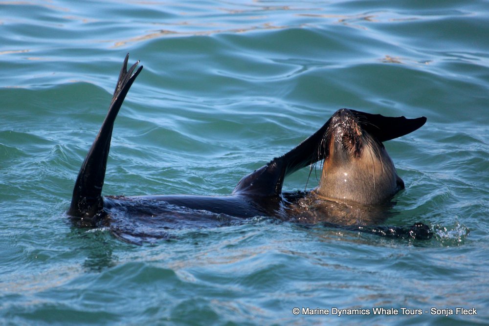 cape fur seal, whale watching, gansbaai, south africa