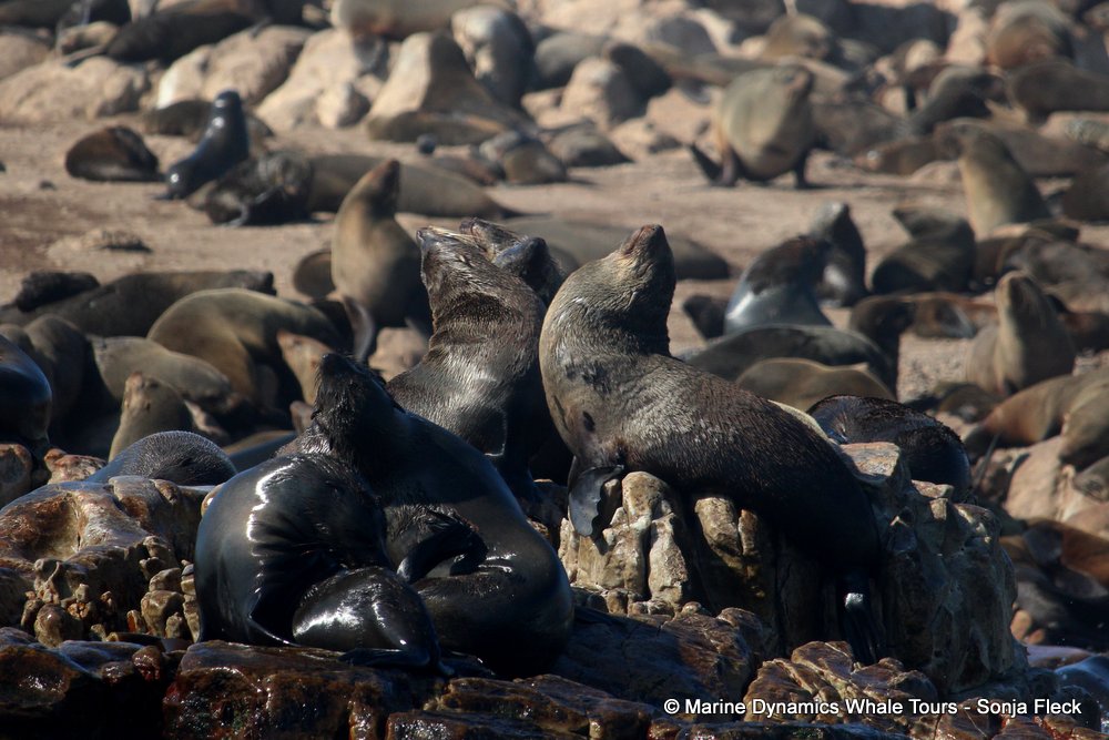 cape fur seal, whale watching, gansbaai, south africa