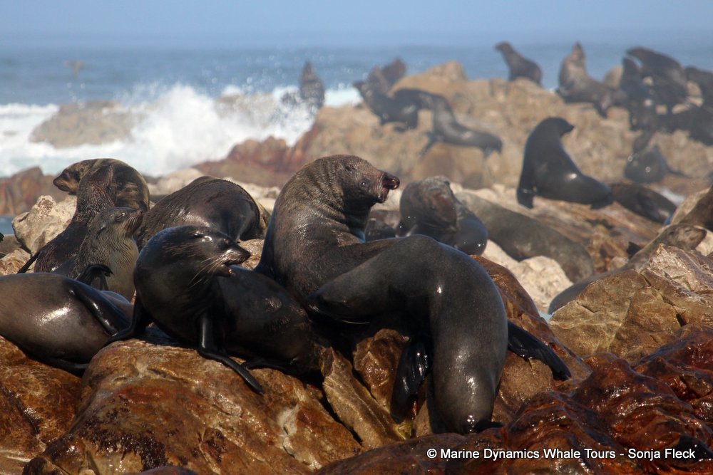 cape fur seal, whale watching, gansbaai, south africa