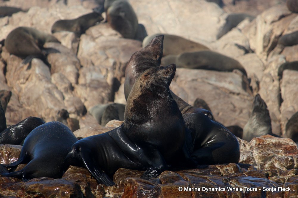 cape fur seal, whale watching, gansbaai, south africa