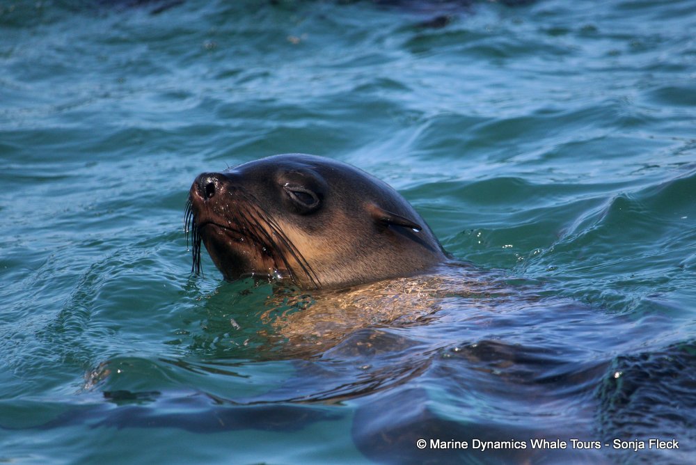 cape fur seal, whale watching, gansbaai, south africa