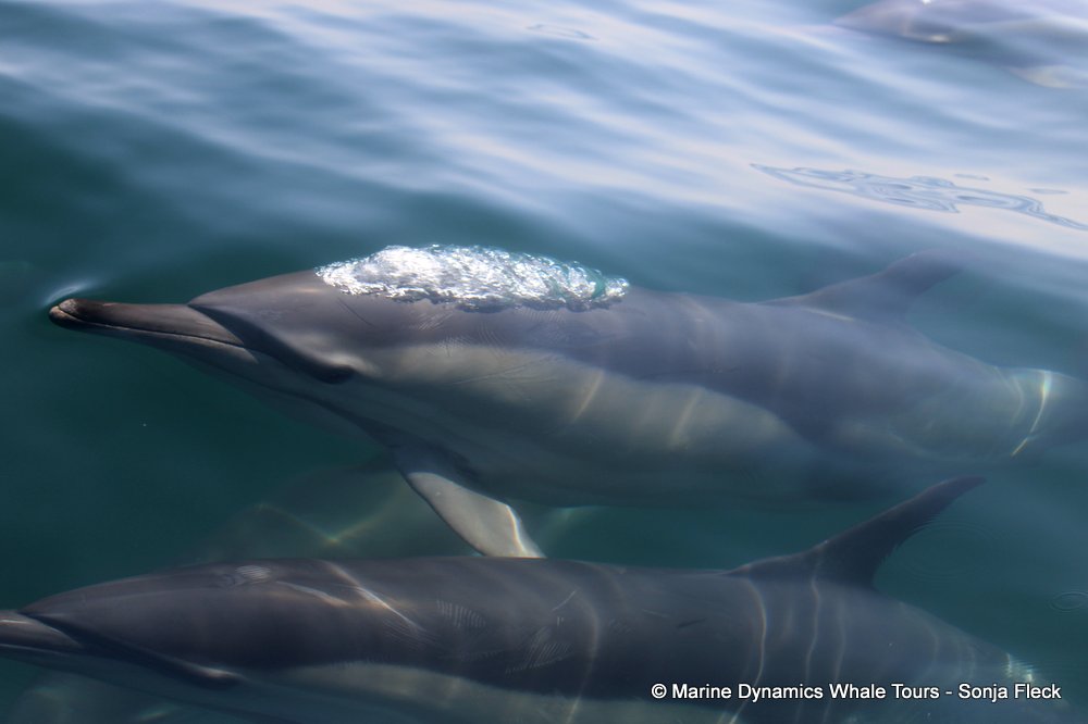 common dolphin, whale watching, gansbaai, south africa