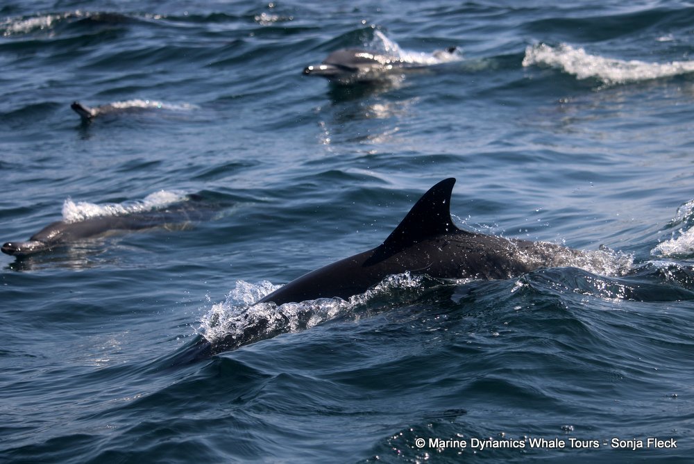 common dolphin, whale watching, gansbaai, south africa