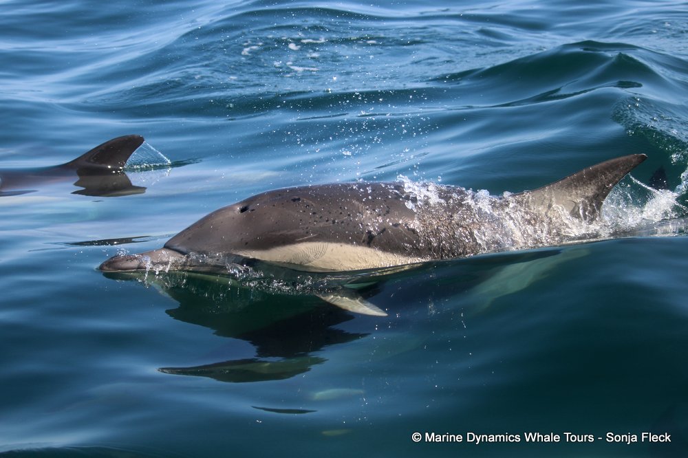 common dolphin, whale watching, gansbaai, south africa