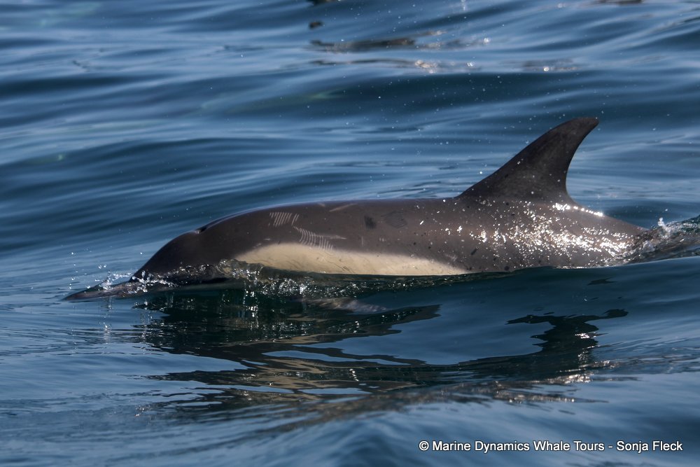 common dolphin, whale watching, gansbaai, south africa