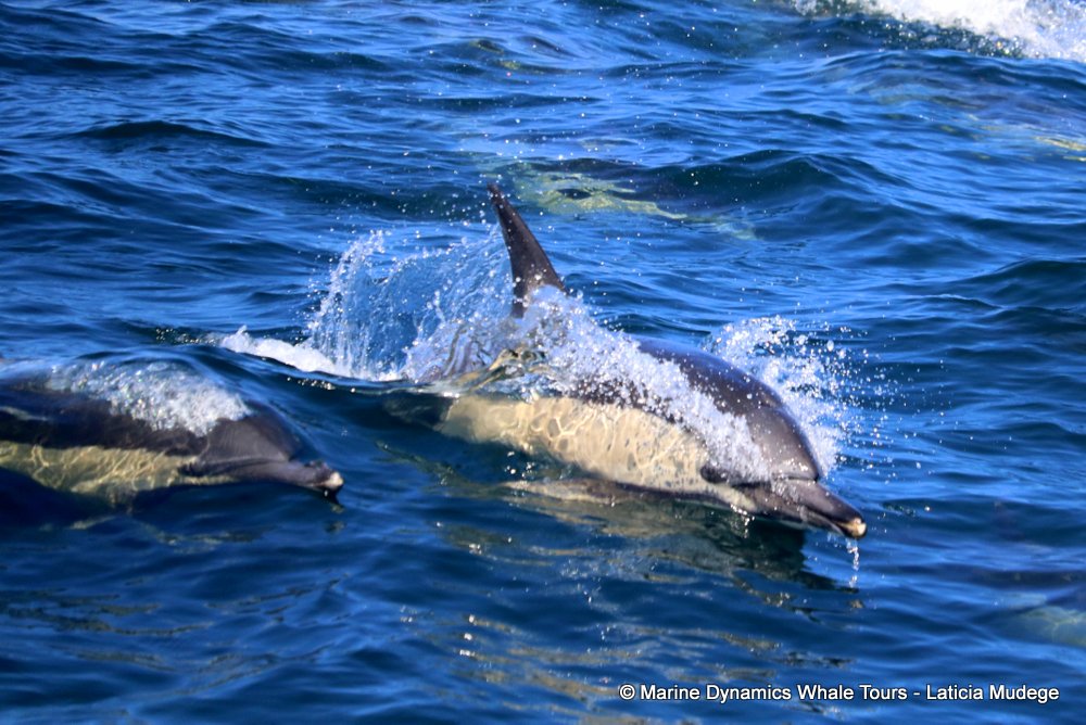 common dolphin, whale watching, gansbaai, south africa