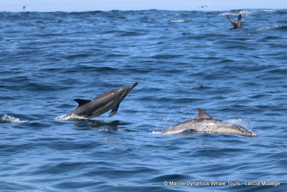 common dolphin, whale watching, gansbaai, south africa