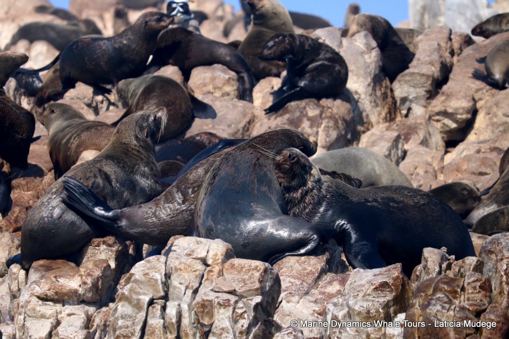 cape fur seal, whale watching, gansbaai, south africa