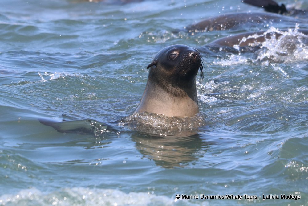 cape fur seal, whale watching, gansbaai, south africa