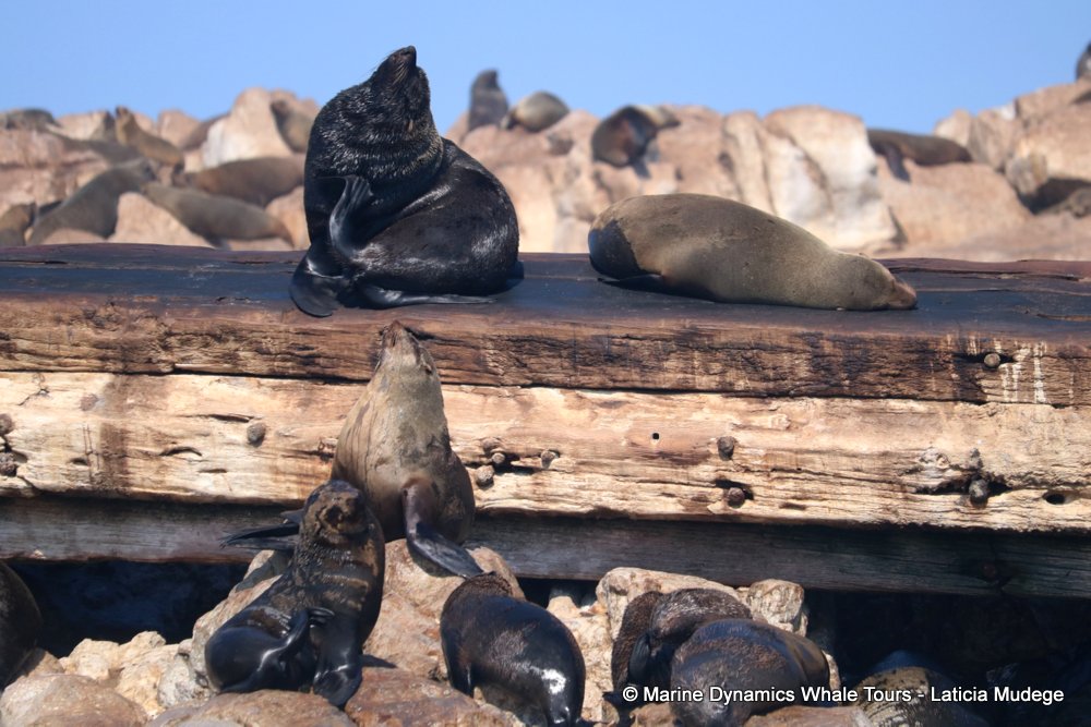 cape fur seal, whale watching, gansbaai, south africa