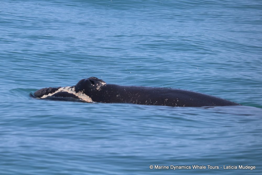 Southern right whale, whale watching, gansbaai, south africa,