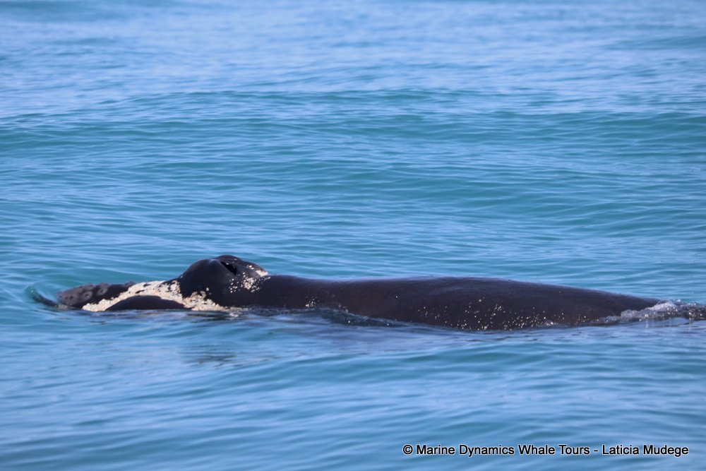 Southern right whale, whale watching, gansbaai, south africa,