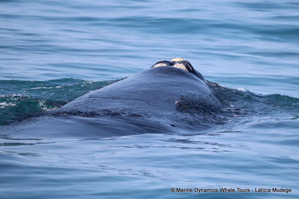 Southern right whale, whale watching, gansbaai, south africa,