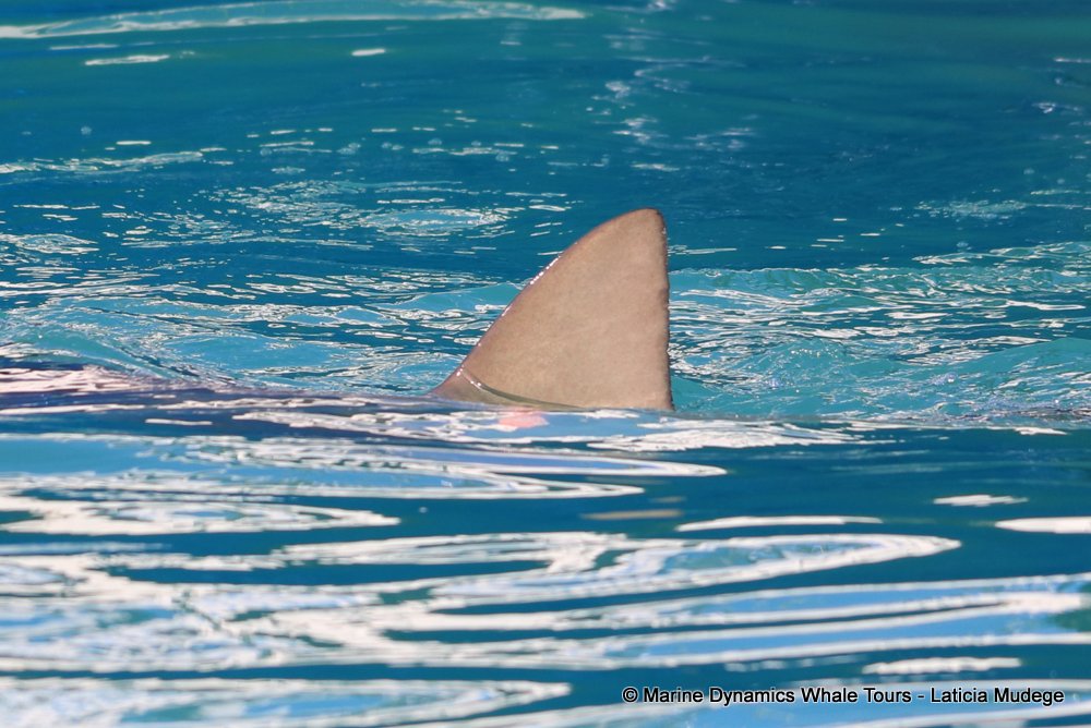 bronze whaler shark, whale watching, gansbaai, south africa,