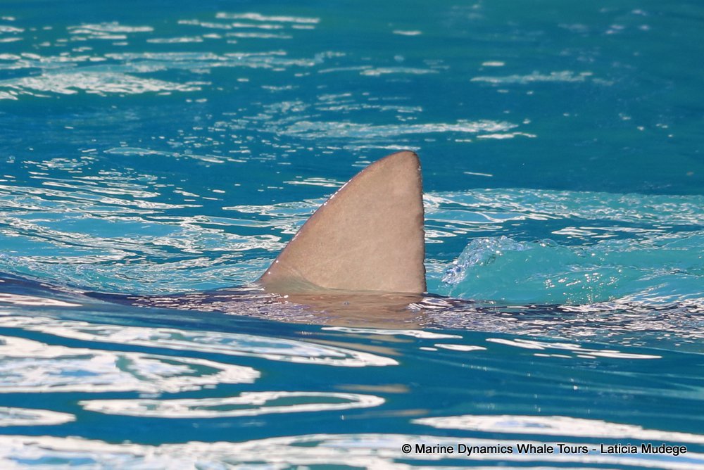 bronze whaler shark, whale watching, gansbaai, south africa,