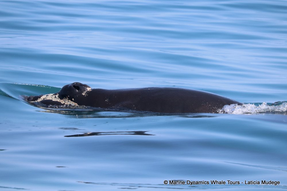 Southern right whale, whale watching, gansbaai, south africa,