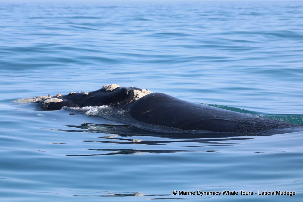 Southern right whale, whale watching, gansbaai, south africa,
