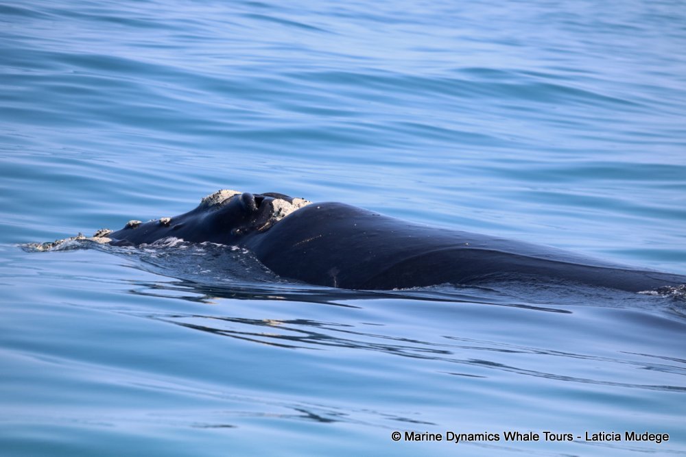 Southern right whale, whale watching, gansbaai, south africa,