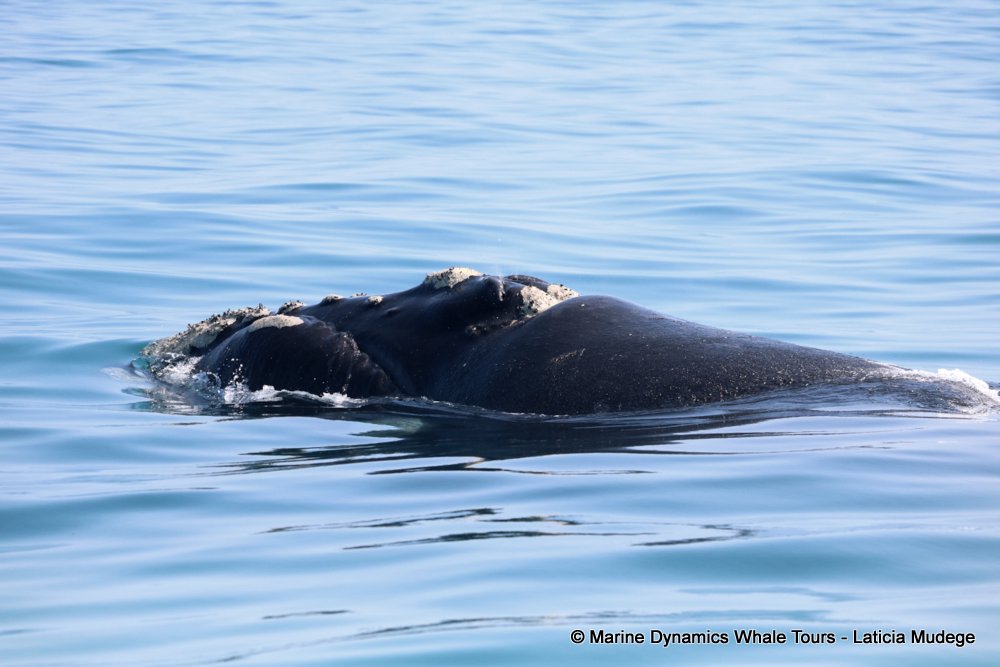 Southern right whale, whale watching, gansbaai, south africa,