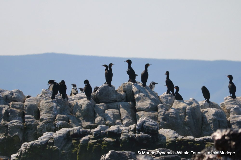 African Penguin , whale watching, gansbaai, south africa,