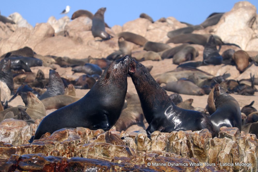 cape fur seal, whale watching, gansbaai, south africa