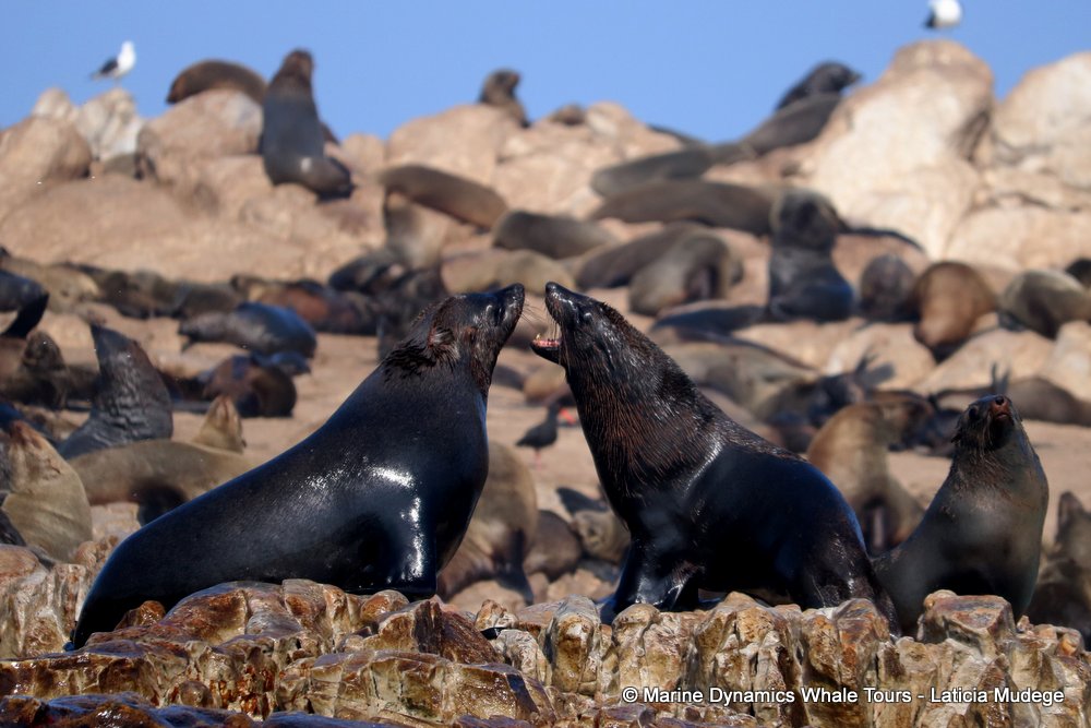 cape fur seal, whale watching, gansbaai, south africa