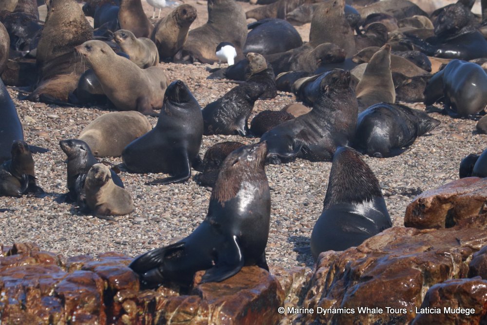 cape fur seal, whale watching, gansbaai, south africa