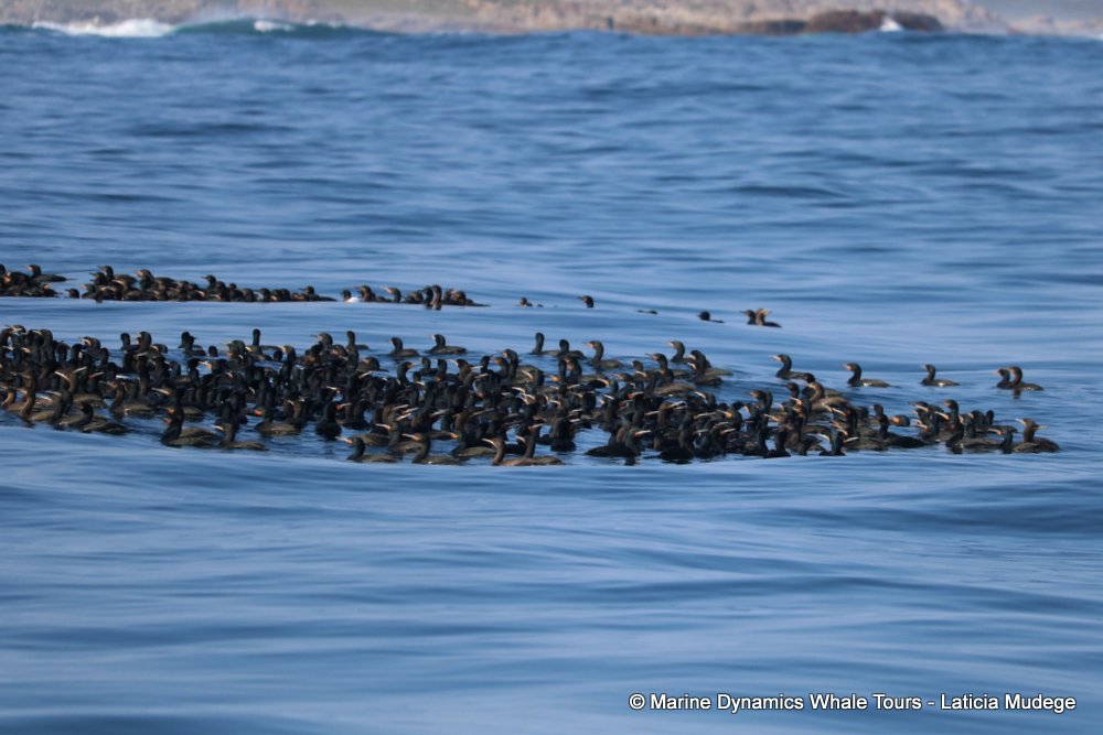 cormorant, whale watching, gansbaai, south africa,