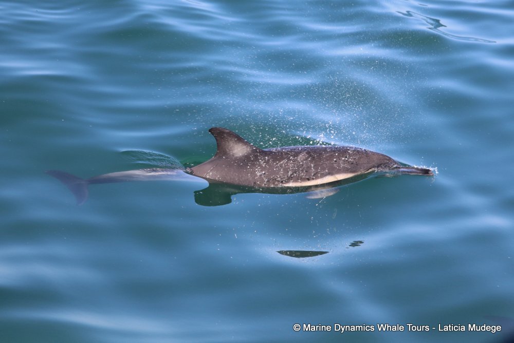 common dolphin, whale watching, gansbaai, south africa