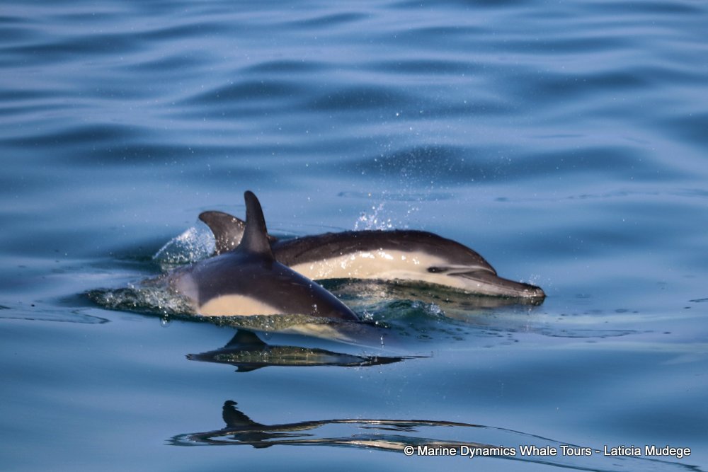 common dolphin, whale watching, gansbaai, south africa