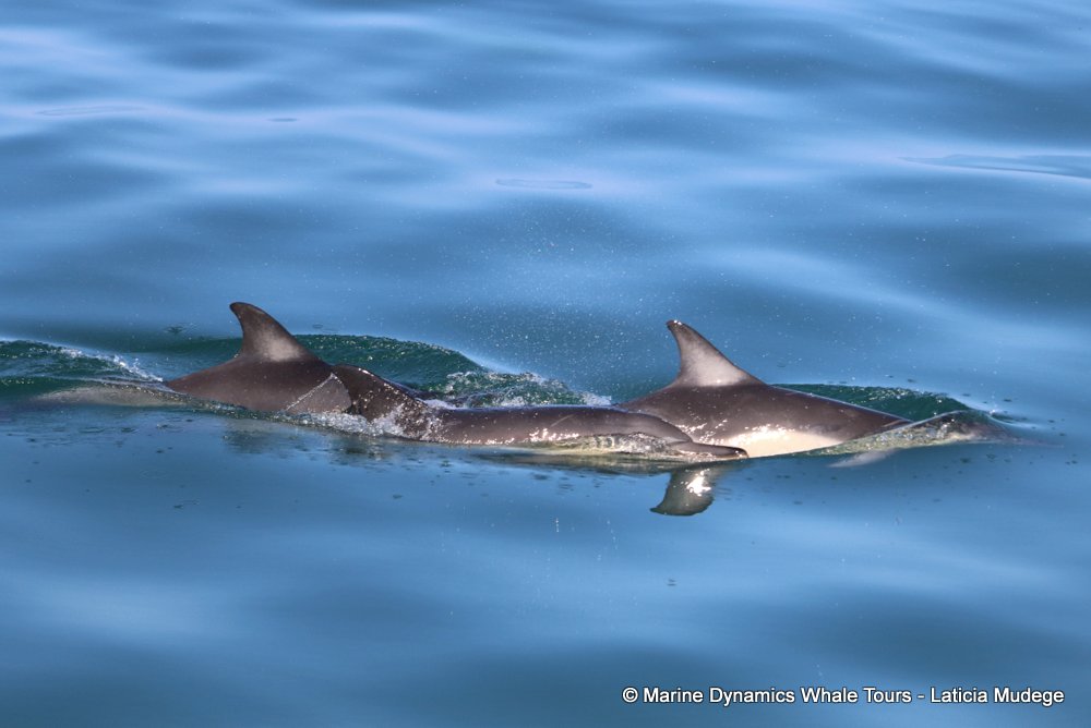 common dolphin, whale watching, gansbaai, south africa