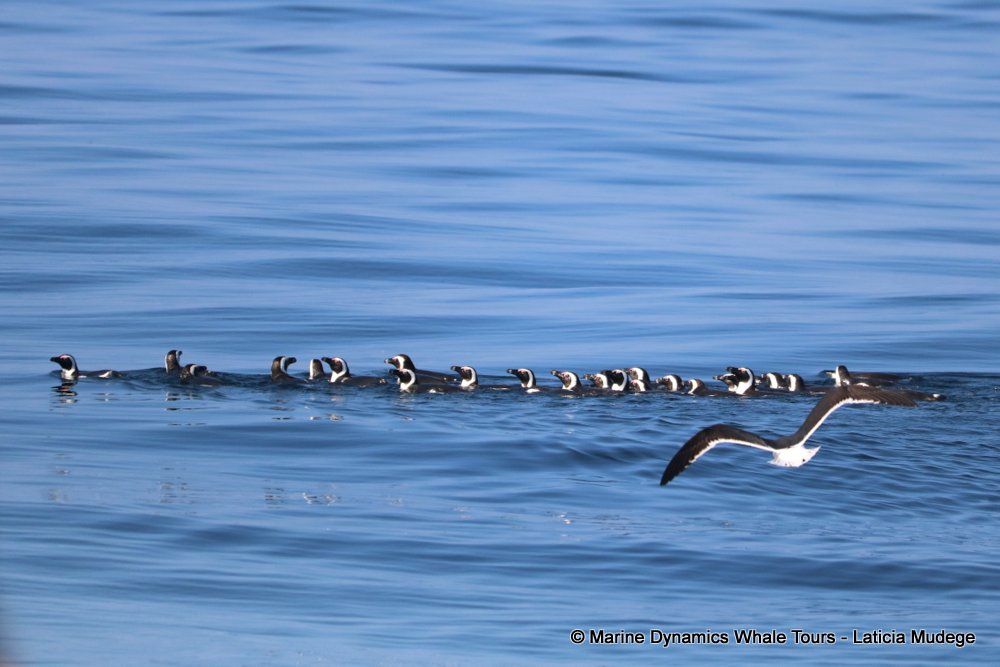 african penguin, whale watching, gansbaai, south africa