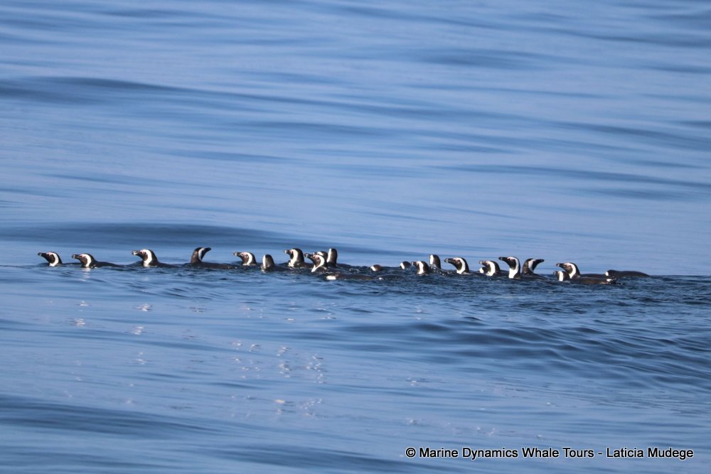 african penguin, whale watching, gansbaai, south africa