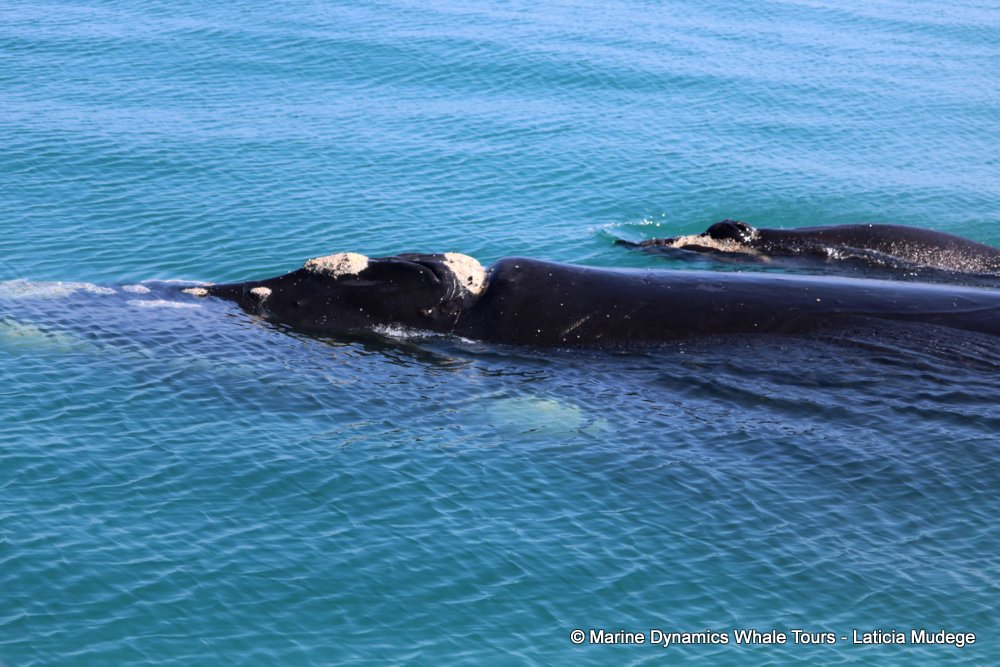 Southern right whale, whale watching, gansbaai, south africa,