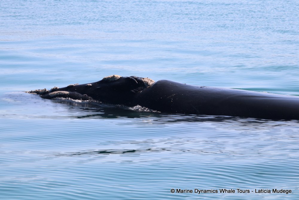 Southern right whale, whale watching, gansbaai, south africa,