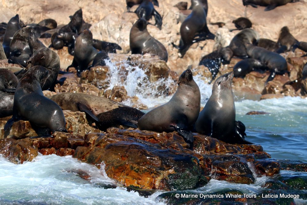 cape fur seal, whale watching, gansbaai, south africa