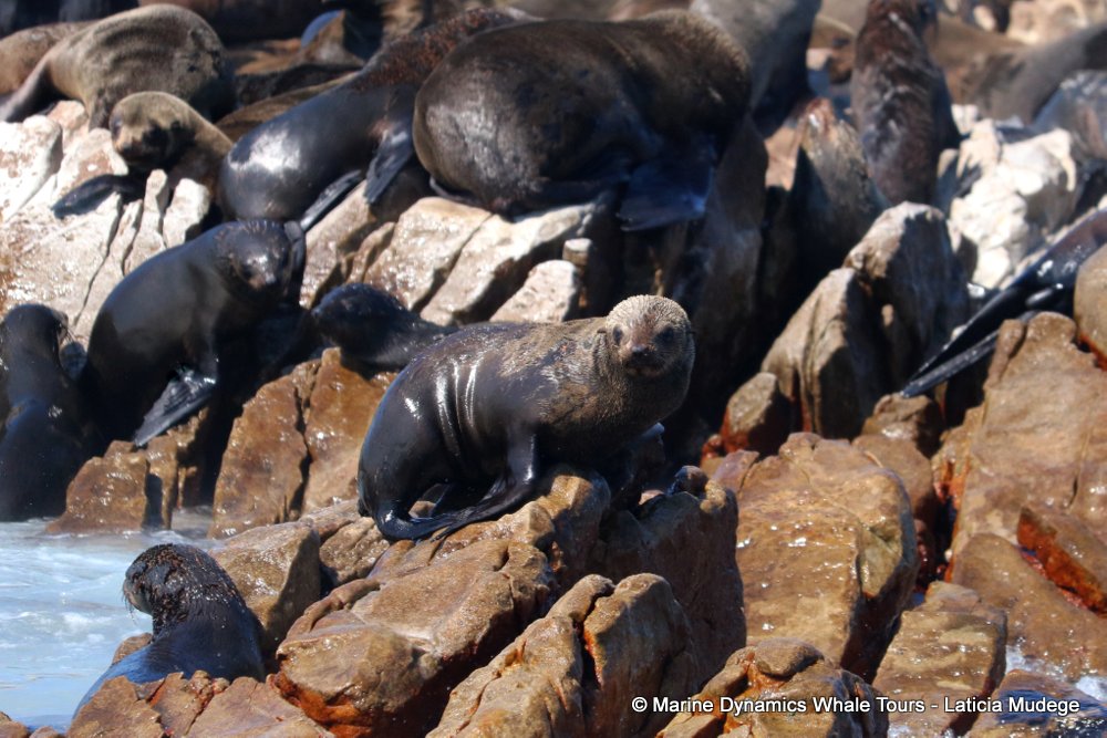 cape fur seal, whale watching, gansbaai, south africa