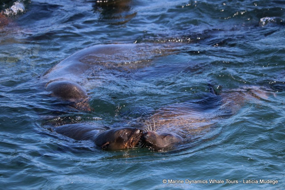 cape fur seal, whale watching, gansbaai, south africa